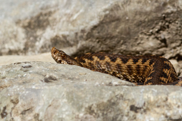 Vipère aspic de Zinniker – Vipera aspis zinnikeri (Kramer, 1958), (Urdos (64), France, le 07/05/2022)