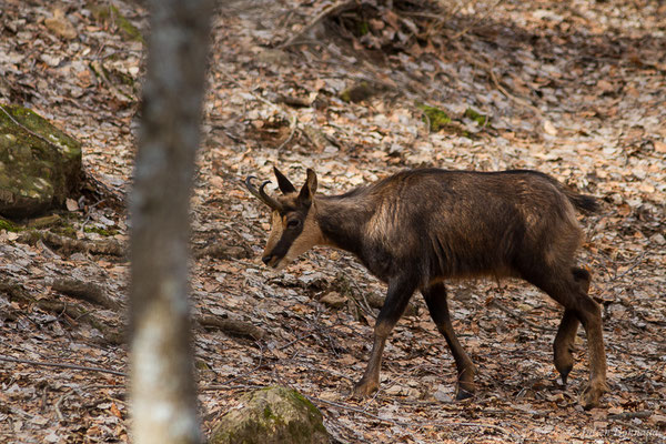 Isard – Rupicapra pyrenaica (Hermann, 1780), (Parc faunistique Lacuniacha, Huesca, Espagne, le 09/02/2020)