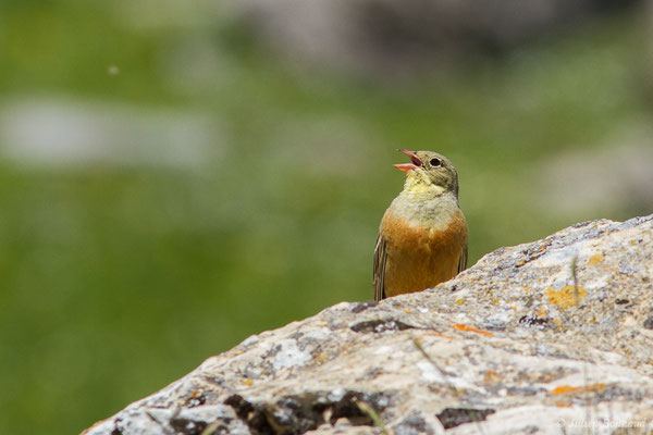 Bruant ortolan — Emberiza hortulana Linnaeus, 1758, (mâle adulte) (Col du Pourtalet, Laruns (64), France, le 22/06/2019)