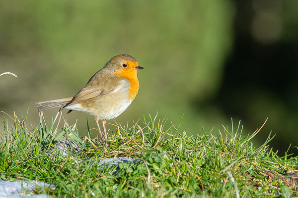 Rougegorge familier — Erithacus rubecula (Linnaeus, 1758), (Station de ski de La Pierre Saint-Martin, Arette, (64), France, le 05/11/2022)