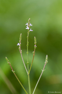 Verveine officinale (Verbena officinalis) (Lacq (64), France, le 03/06/2020)