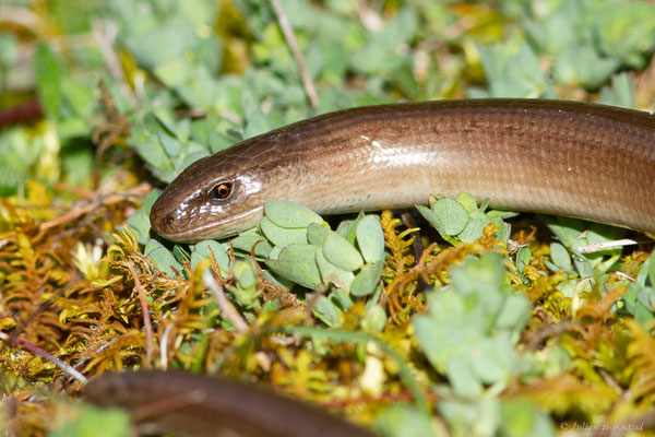 Orvet fragile — Anguis fragilis (Linnaeus, 1758)