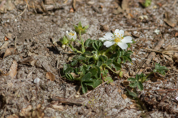 Potentille blanche — Potentilla alba L., 1753, (Azrengosse (40), France, le 08/04/2021)