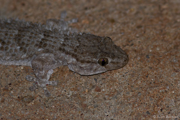 Tarente de Maurétanie — Tarentola mauritanica (Linnaeus, 1758)