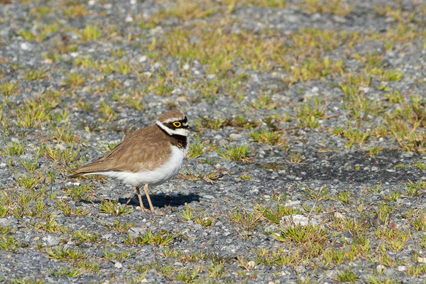 Petit Gravelot — Charadrius dubius Scopoli, 1786, (Juillan (65), France, le 05/04/2022)