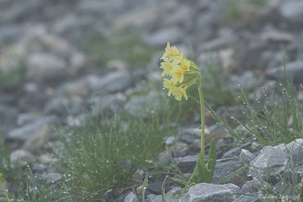 Coucou, Primevère officinale – Primula veris L., 1753, (Station de ski de Gourette, Eaux Bonnes (65), France, le 15/06/2020)