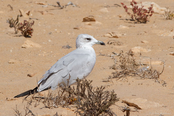 Goéland d'Audouin — Ichthyaetus audouinii (Payraudeau, 1826), (Tarfaya (Laâyoune-Sakia El Hamra), Maroc, le 02/11/2023)