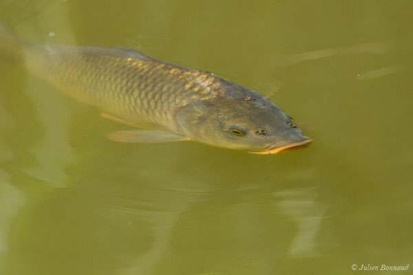 Carpe commune (Cyprinus carpio) (Étauliers (33), France, le 25/05/2018)