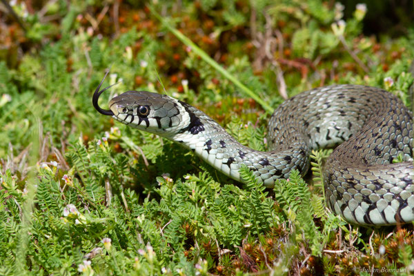Couleuvre helvétique — Natrix helvetica (Lacepède, 1789)