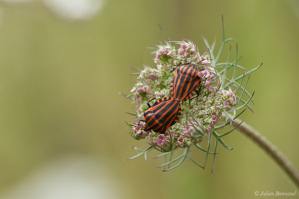 Punaise arlequin — Graphosoma italicum (O.F. Müller, 1766), (Parbayse (64), France, le 07-07-2019)