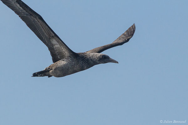 Fou de Bassan – Morus bassanus (Linnaeus, 1758), (Saint-Jean-de-Luz (64), France, le 05/10/2019)