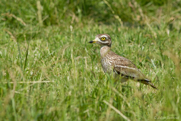 Œdicnème criard — Burhinus oedicnemus (Linnaeus, 1758), (Zoodycée, Chizé (79), France, le 12/06/2021)