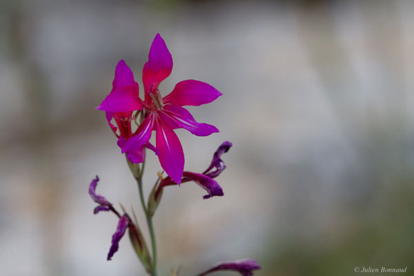 Glaïeul d'Illyrie — Gladiolus illyricus W.D.J.Koch, 1837