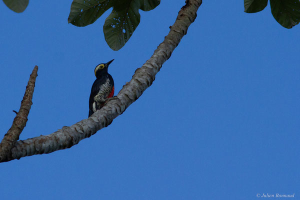 Pic à chevron d'or — Melanerpes cruentatus (Boddaert, 1783), (mine d'or Espérance, Apatou, Guyane, le 15/05/2017)