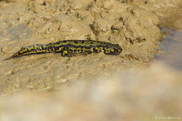 Triton marbré – Triturus marmoratus (Latreille, 1800), (Arbus (64), France, le 25/06/2019)