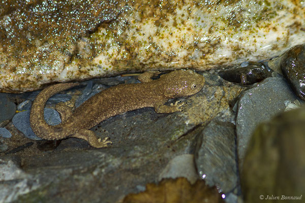 Calotriton des Pyrénées ou Euprocte des Pyrénées – Calotriton asper (Al. Dugès, 1852), (femelle adulte) (Laruns (64), France, le 06/08/2019)