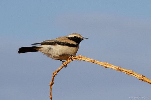 Traquet du désert — Oenanthe deserti (Temminck, 1825), (Parc national d'Iriqui (Souss-Massa-Draâ, Guelmim-Es Semara), Maroc, le 12/02/2023)