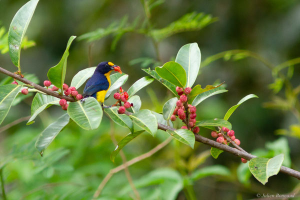 Organiste teité — Euphonia violacea (Linnaeus, 1758)