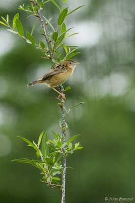 Cisticole des joncs – Cisticola juncidis (Rafinesque, 1810), (La Barne, Jû-Belloc (32), France, le 29/05/2018)