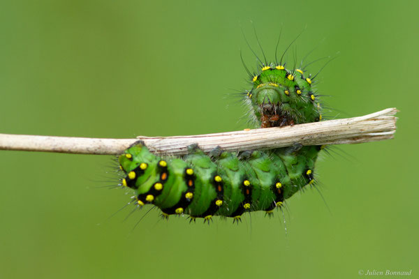 Petit Paon de Nuit — Saturnia pavonia (Linnaeus, 1758)