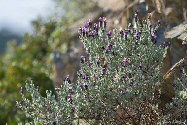 Lavande papillon, Lavande stoechade— Lavandula stoechas L., 1753, (Notre-Dame du Mai, Six-Fours-les-Plages (83), France, le 02/02/2021)