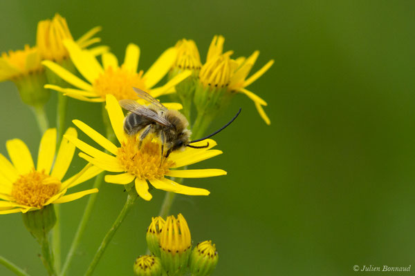 Collète lapin — Colletes cunicularius (Linnaeus, 1761), (réservoir de La Barne, Jû-Belloc (32), France, le 29/05/2018)