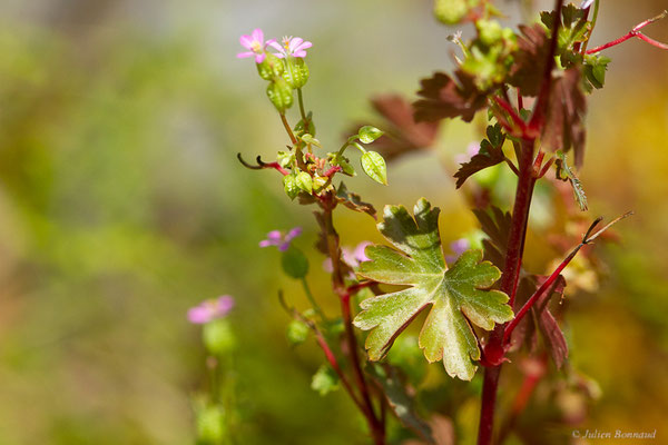 Géranium luisant — Geranium lucidum L., 1753, (Fort du Portalet, Etsaut (64), France, le 13/06/2022)