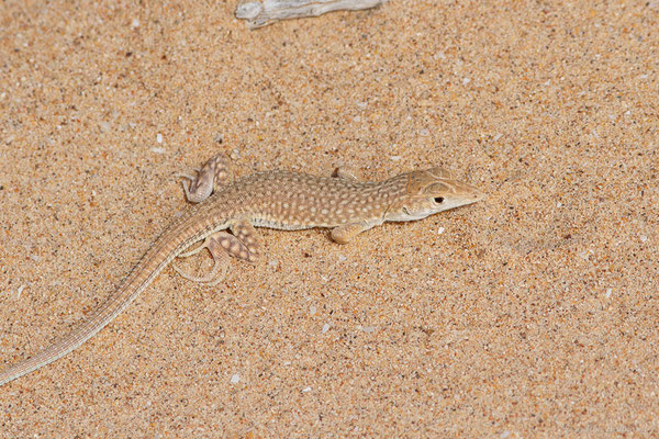 Acanthodactyle doré — Acanthodactylus aureus Günther, 1903, (Tah (Laâyoune-Sakia El Hamra), Maroc, le 01/11/2023)