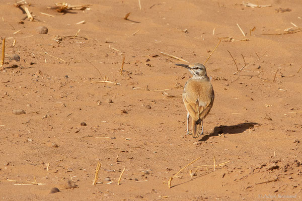 Sirli du désert — Alaemon alaudipes (Desfontaines, 1789), (Parc national d'Iriqui (Souss-Massa-Draâ, Guelmim-Es Semara), Maroc, le 12/02/2023)