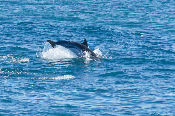 Dauphin bleu et blanc – Stenella coeruleoalba (Meyen, 1833), (Saint-Jean-de-Luz (64), France, le 06/11/2021)