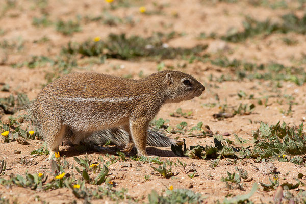Écureuil fouisseur ou Rat palmiste — Xerus erythropus E. Geoffroy Saint-Hilaire, 1803, (Laazib (Guelmim-Oued Noun), Maroc, le 30/01/2023)