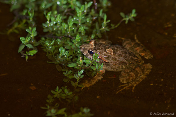 Discoglosse sarde — Discoglossus sardus Tschudi in Otth, 1837, (Poticcio (2A), France, le 01/09/2019)