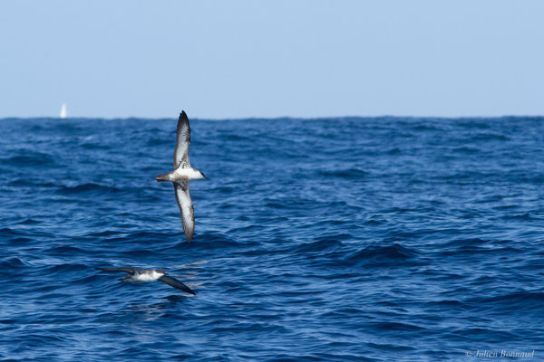 Puffin majeur — Ardenna gravis (O'Reilly, 1818)