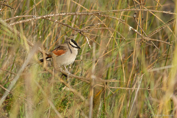 Tchagra à tête noire — Tchagra senegalus (Linnaeus, 1766), (Parc national de Souss-Massa, Sidi Binzarne, Maroc, le 02/02/2023)