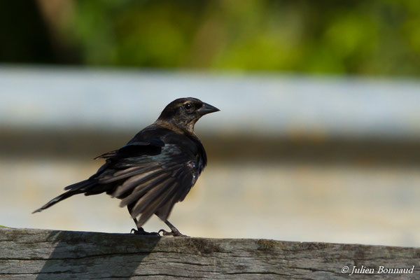 Vacher luisant (Molothrus bonariensis) (sub-adulte) (route de guatémala, le 04/12/2016)