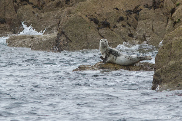 Phoque gris – Halichoerus grypus (Fabricius, 1791), (Réserve naturelle nationale des Sept-Îles, Perros-Guirec (22), France, le 05/07/2021)