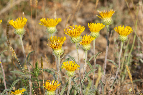 Inule des montagnes — Inula montana L., 1753, (Bardenas Real, Arguedas (Aragon), Espagne, le 08/06/2022)