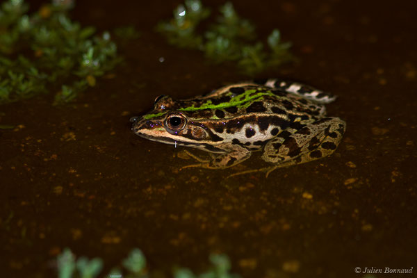 Grenouille de Berger — Pelophylax lessonae bergeri (Günther in Engelmann, Fritzsche, Günther & Obst, 1986), (Poticcio (2A), France, le 03/09/2019)