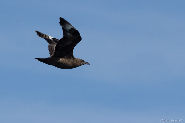 Grand Labbe — Stercorarius skua (Brünnich, 1764), (Saint-Jean-de-Luz (64), France, le 17/10/2020)