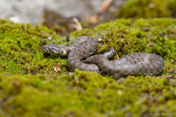 Couleuvre vipérine — Natrix maura (Linnaeus, 1758), (juvénile), (Pardies (64), France, le 12/05/2025)