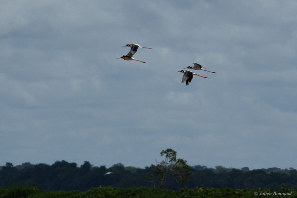 Échasse d'Amérique — Himantopus mexicanus (Statius Müller, 1776), (Rizière casier, Mana, Guyane, le 10/09/2016)