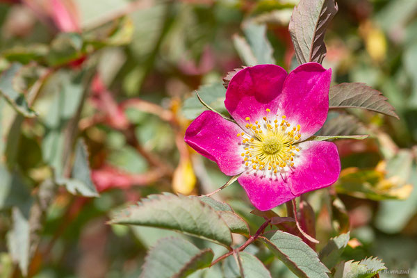 Rosier glauque — Rosa glauca Pourr., 1788, (Col de Puymorens, Porté-Puymorens (66), le 11/07/2023)