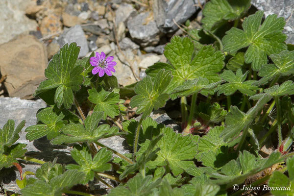 Géranium des Pyrénées — Geranium pyrenaicum Burm.f., 1759, (Cette-Eygun (64), France, le 23/04/2021)