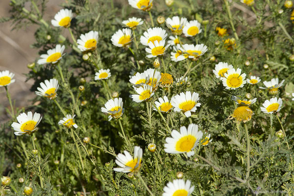 Chrysanthème à couronne — Glebionis coronaria (L.) Cass. ex Spach, 1841, (Fuerteventura, (Iles Canaries, Espagne), le 02/2022)