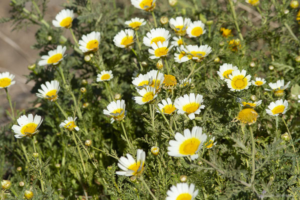 Chrysanthème à couronne — Glebionis coronaria (L.) Cass. ex Spach, 1841, (Fuerteventura, (Iles Canaries, Espagne), le 02/2022)