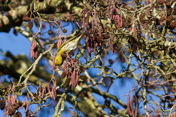 Tarin des aulnes — Spinus spinus (Linnaeus, 1758), (femelle adulte) (Pontivy (56), France, le 12/02/2018)