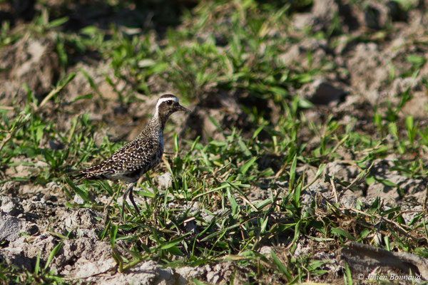 Pluvier bronzé – Pluvialis dominica (Müller, PLS, 1776), (la Césarée, Guyane, le 29/09/2017)