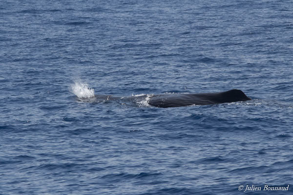Cachalot, Cachalot macrocéphale ou Grand cachalot – Physeter macrocephalus Linnaeus, 1758, (au large de Deshaies, Basse-Terre le 22/05/2016)