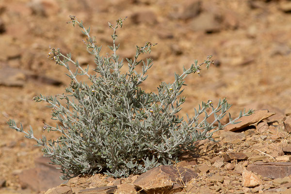 Trichodesma calcaratum Coss. ex Batt., (Tata (Souss-Massa), Maroc, le 08/02/2023)