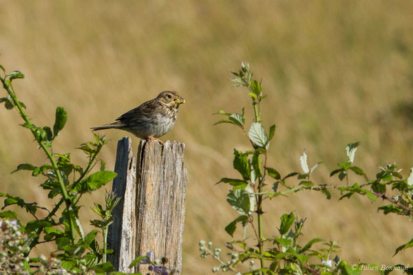 Bruant proyer — Emberiza calandra Linnaeus, (Saint-Thomas-de-Conac (17), France, le 21/06/2018)